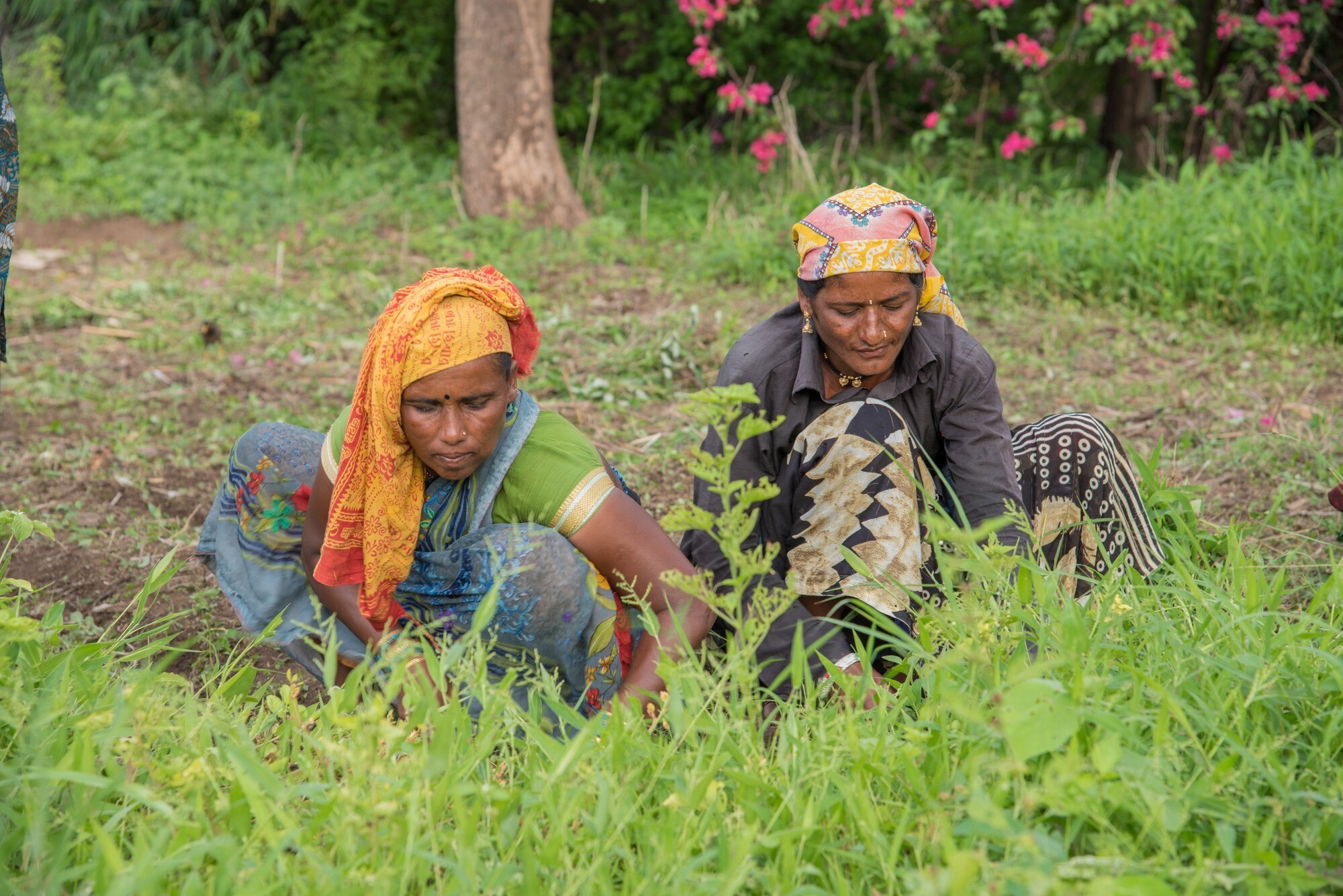 Tree plantation in Indian village — PASALA Foundation gallery